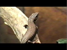 Young Northern Alligator Lizard