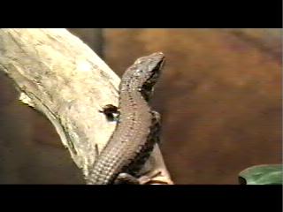 Young Northern Alligator Lizard