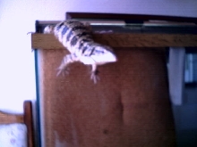 The Escape 2