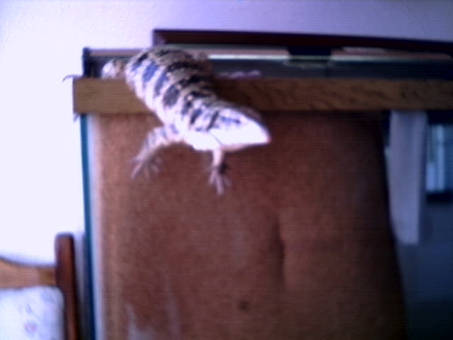 The Escape 2