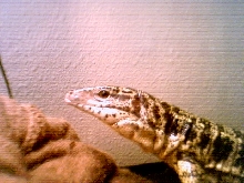 TUSK