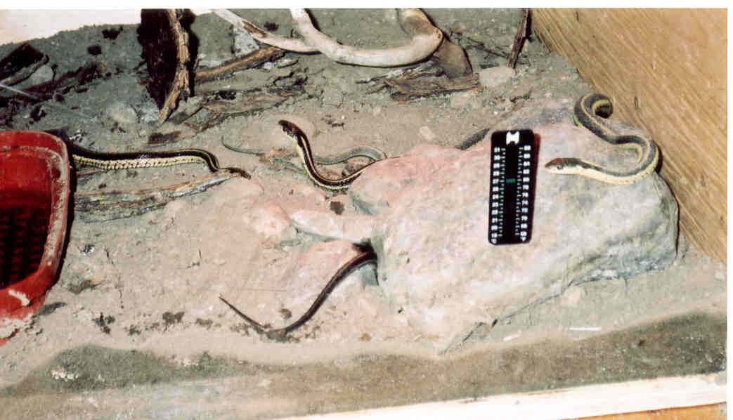my snakes