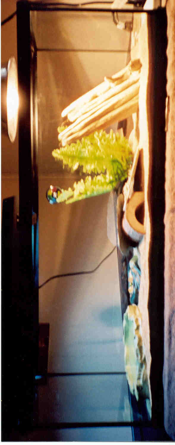 Twig's Habitat