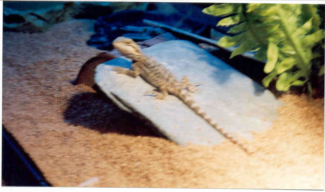 twig