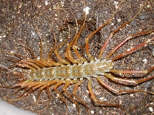 Taiwan giant red house centipedes