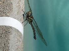 Dragonfly001