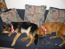 Butch & Tasha