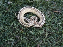 Nice Super Stripe !