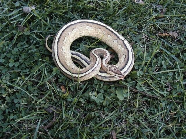 Nice Super Stripe !