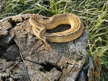 Pastel Genetic Stripe