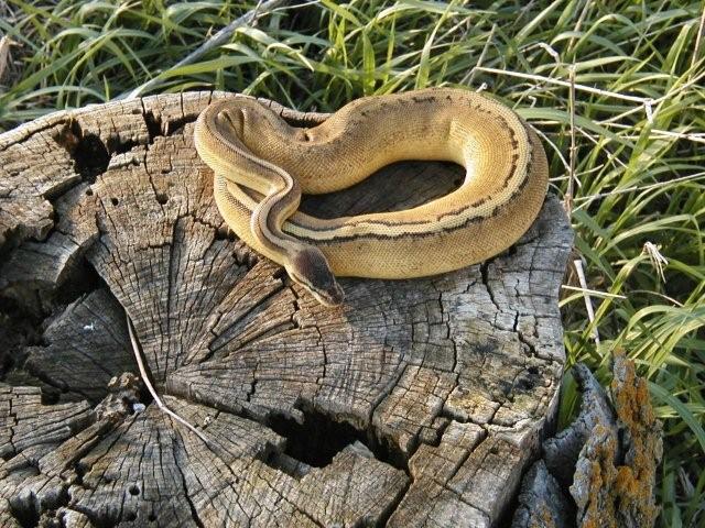 Pastel Genetic Stripe