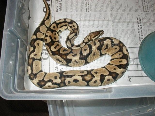 Pastel Het Hypo