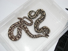 subadult Mystic next to subadult Mojave
