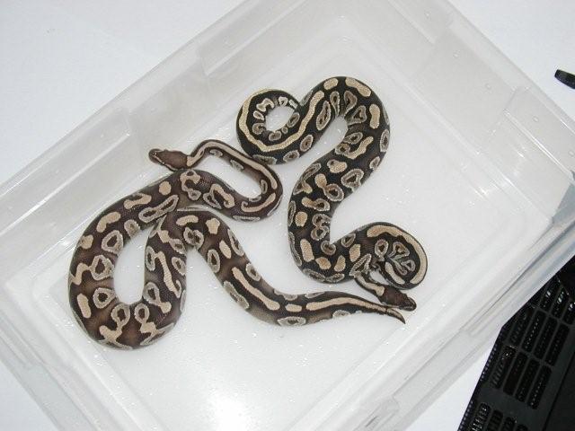 subadult Mystic next to subadult Mojave