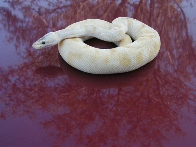 pastel champagne coloring up with yellow