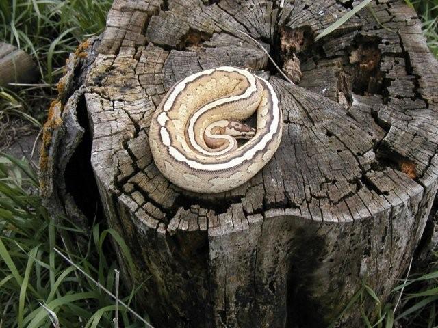 Coiled female Super Stripe