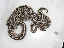 subadult Mystic and Mojave -natural lighting