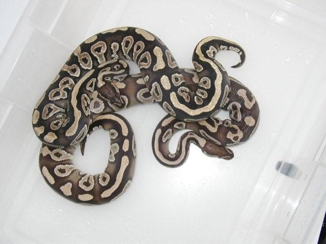 subadult Mystic and Mojave -natural lighting