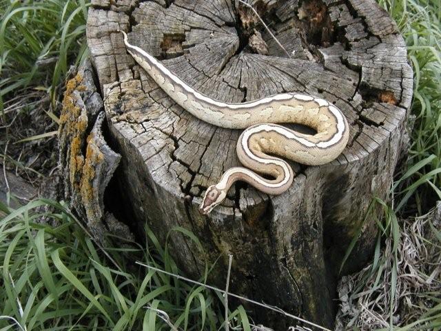 wicked female Super Stripe