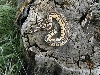 Pastel Poss Het Genetic Stripe female