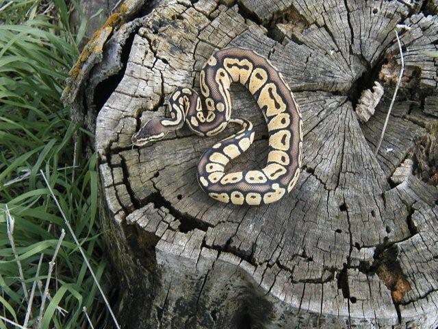 Pastel Poss Het Genetic Stripe female