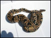 Another daughter from Berkley male