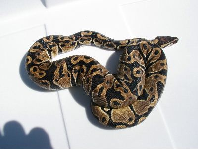 Another daughter from Berkley male