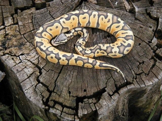 Awesome Pastel Ghost male