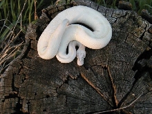 Pastel Ivory