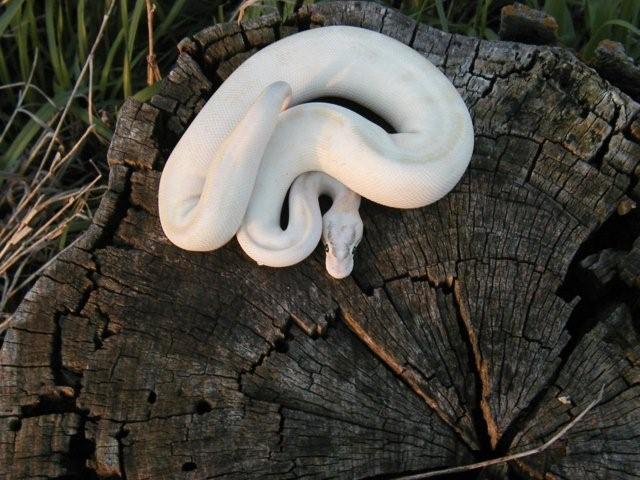 Pastel Ivory
