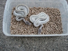 outdoor april 09 Potion pic