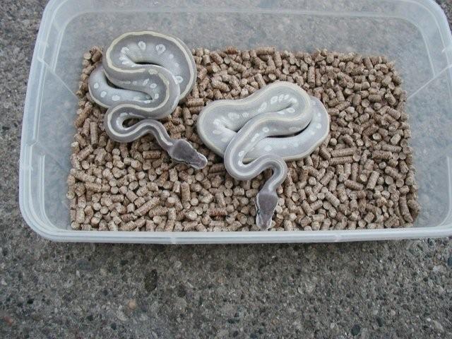 outdoor april 09 Potion pic