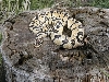 Very light female Pastel