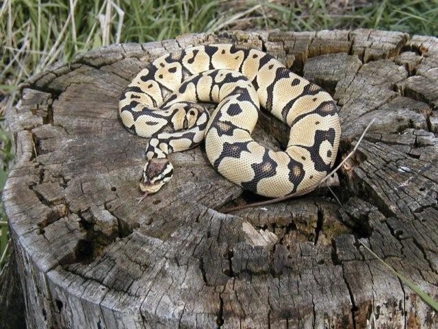Very light female Pastel
