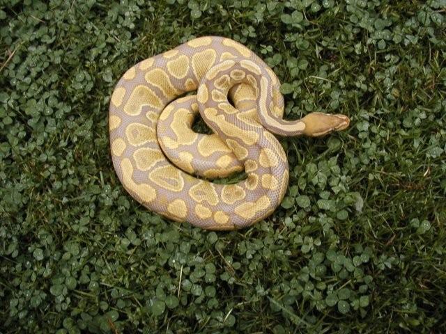 06 Caramel female