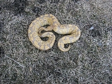 nice caramel female 3/09