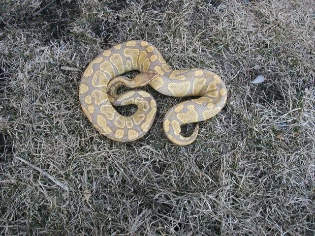 nice caramel female 3/09