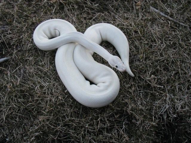 06female Ivory 3/09
