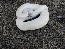 07 female Super Mojave 3/09