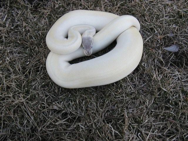 07 female Super Mojave 3/09
