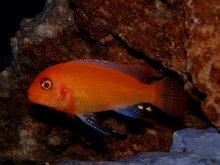Orange Ciclid