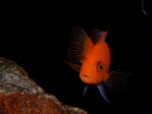 Orange Ciclid