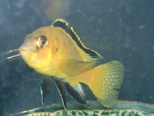 Yellow Ciclid