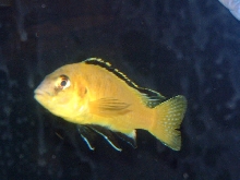 Yellow Ciclid