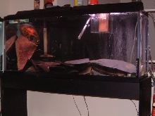 My 55Gal tank