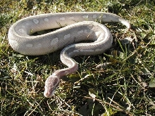 subadult Mystic Potion
