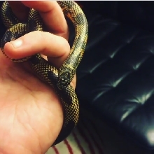 Looking for ID on this kingsnake