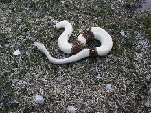 Ivory Paradox oudoor pic