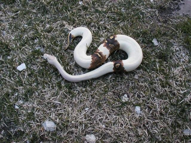 Ivory Paradox oudoor pic