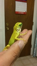 Baby Albino Iguana